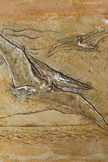 Plaster pterosaurs cast