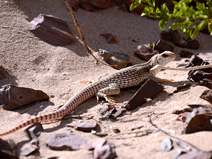 This large lizard was curious about our activities near the Dumont Dunes