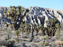 Joshua trees and Red Rock Canyon cliffs