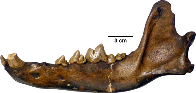 Left dentary of Canis dirus from McKittrick