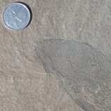 The oldest fossil graptolites appear 4.8 meters above the Cambrian/Ordovician boundary at Green Point
