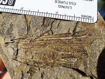 Possible fossil bryozoan from El Capitan State Beach