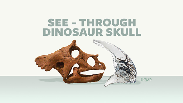 See-through Dinosaur Skull