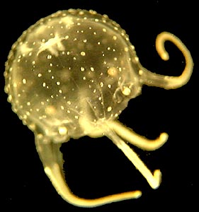 Juvenile Carybdeid Cubozoan