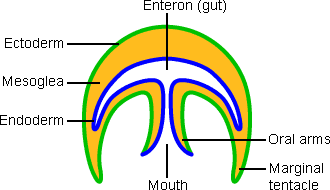 Medusa diagram