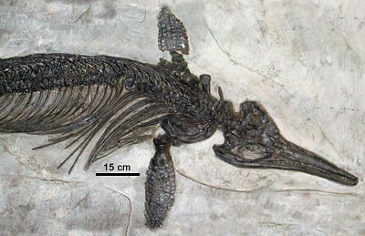 Ichthyosaur Birth