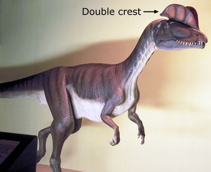 Dilophosaurus restoration