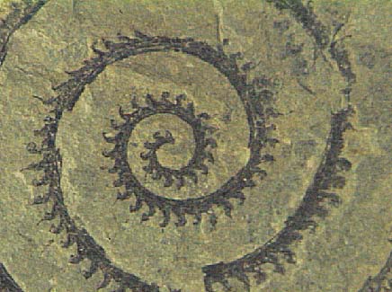UCMP Mystery Fossil Number 15