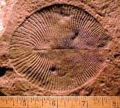 Mystery Fossil #30 image