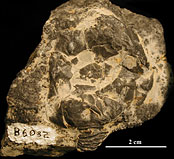 Mystery Fossil #45 image