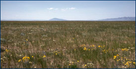 grassland colorado temperate grasslands prairie vegetation biome policies environmental bio issues