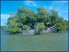 A mangrove in Florida Bay