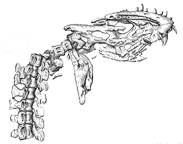 Hydrotherosaurus alexandrae