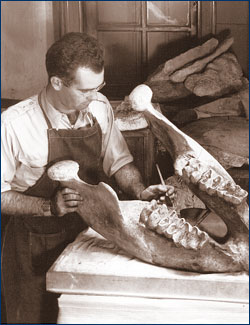 WPA preparator works 
on the jaw of a large, extinct mammal