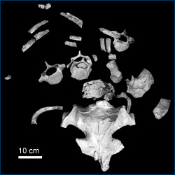Baleen whale skeleton found on Ano Nuevo Island