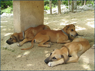 The three 'vicious' attack dogs that the group found guarding the entrance to the Choc Mool cave system