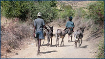 The team engaged these locals and their four donkeys to transport the bags of rock samples