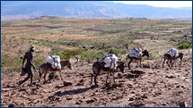 The donkeys take the samples on the first leg of their journey