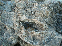 The giant clam, <i>Tridacna</i>, wedged into a colony of the coral <i>Galaxia fascicularis</i>