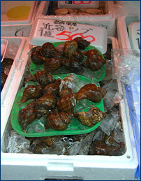 Another variety of whelk for sale at a fish market in Sendai