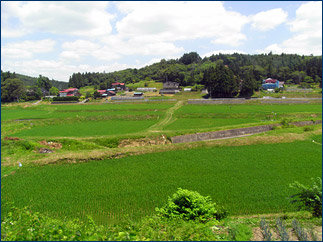 Rice paddies abound on the outskirts of town