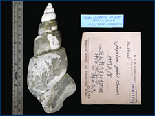 One of the fossil whelks in the collections at Tohoku University's Museum of Natural History