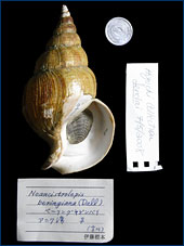 One of the dextral (right-coiling) shells in the Higuchi collection