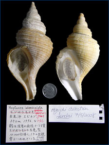 A sinistral specimen of whelk that is normally dextral