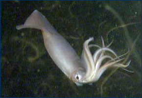 The Humboldt squid Dosidicus gigas