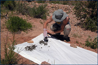 The remaining sand and fossils are spread across a white bedsheet to dry