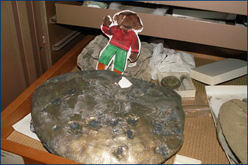 With ammonite fossil bitten by a mosasaur