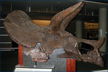 Adult and baby Triceratops skulls