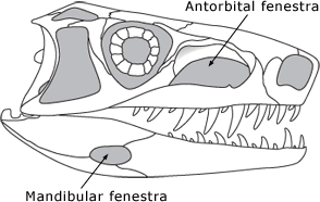 Dinosaur skull diagram