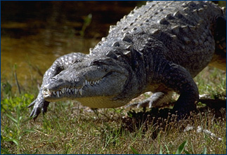 American Crocodile Eating