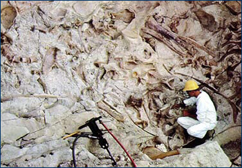 A worker at Dinosaur National Monument excavates bones