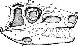 Lateral view of the skull of Euparkeria