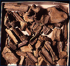 Fragments of hollow 
theropod bones