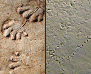 Fossil tracks and trails
