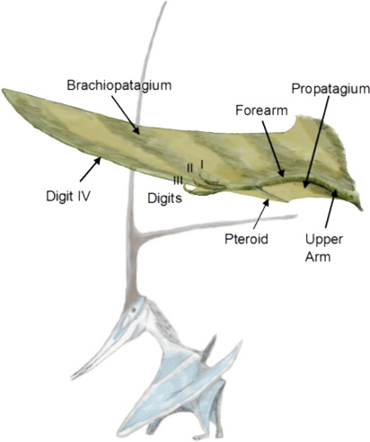 Pterosaur wing and Nyctosaurus