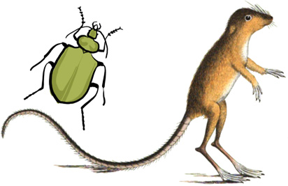 Beetle and jumping mouse