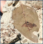 A fossil leaf from 
the La Porte locality south of Quincy, California