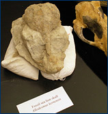 Fossil skull from a Sharktooth Hill sea lion