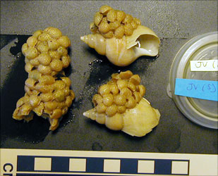 Some gastropod egg capsules that Jann Vendetti was studying in Copenhagen