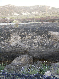 Sandy tar deposits at the McKittrick tar seeps in Kern County