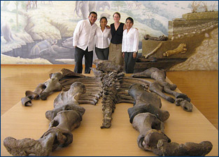 Emily Lindsey and her Ecuadorian colleagues with the bones of Eremotherium