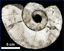 Ammonite 1519