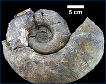 Ammonite M2757