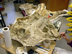 more of the skull comes into view