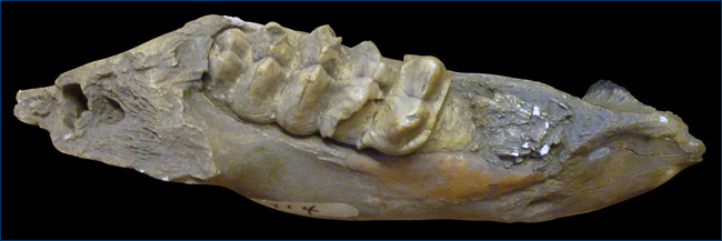 Mastodon jaw with tooth