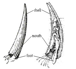 Scaphopod anatomy